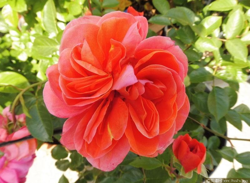 芳泉月季的优缺点