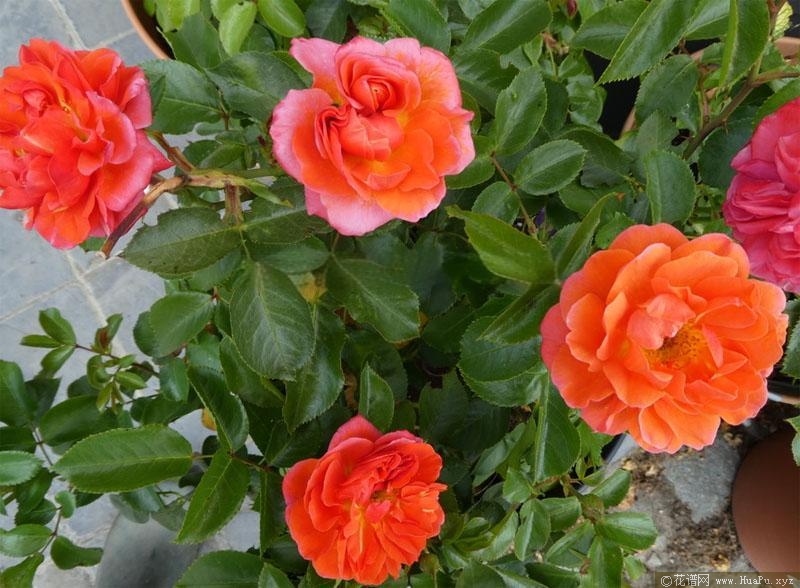芳泉月季的优缺点
