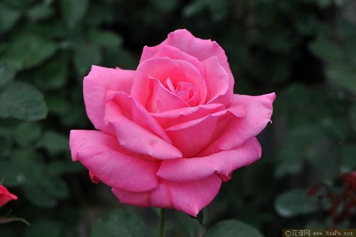 芳纯月季的优缺点