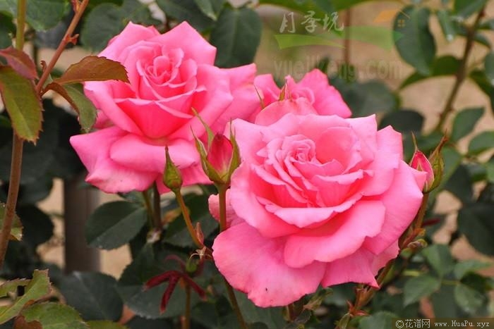 芳纯月季的优缺点
