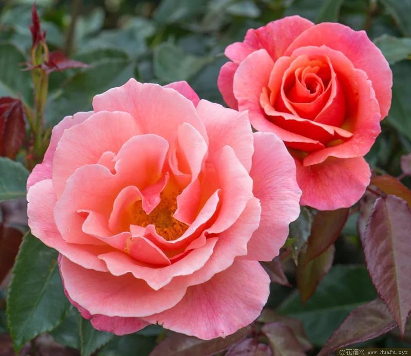 芳香喜悦月季的优缺点