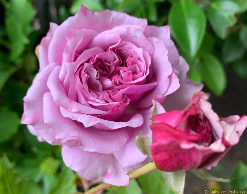 芳香物语月季的优缺点