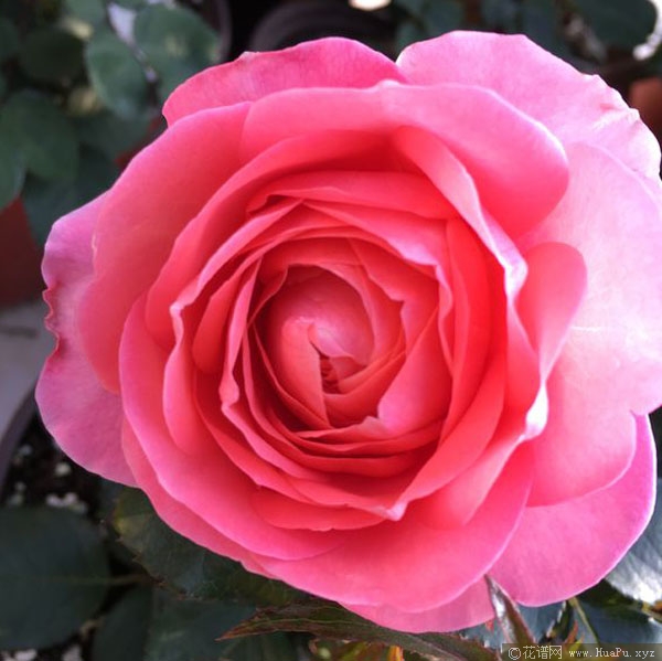 芳香王阳台月季的优缺点