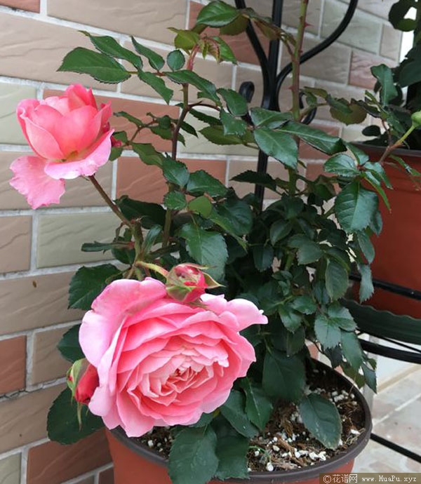 芳香王阳台月季的优缺点