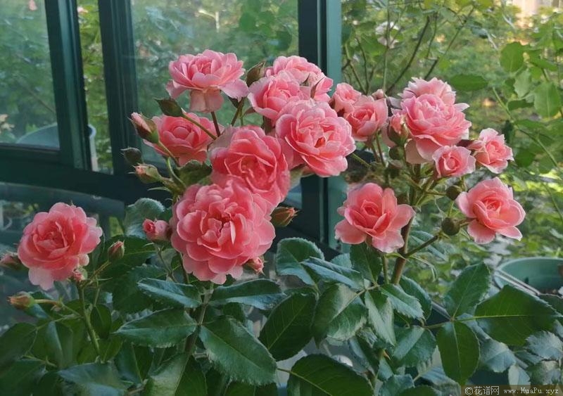芳香王阳台月季的优缺点