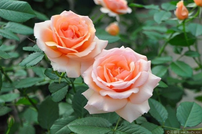 芳香蜜杏月季的优缺点