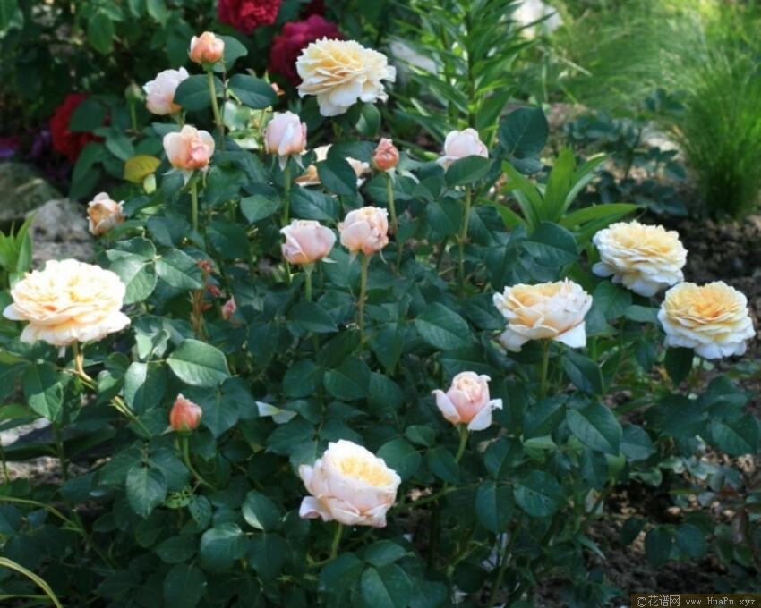 英国花园/英式花园月季的优缺点