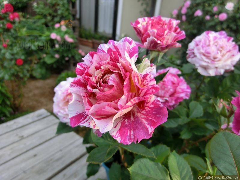 苹果挞月季的优缺点