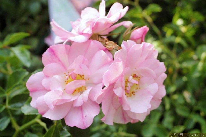 苹果花地毯月季的优缺点