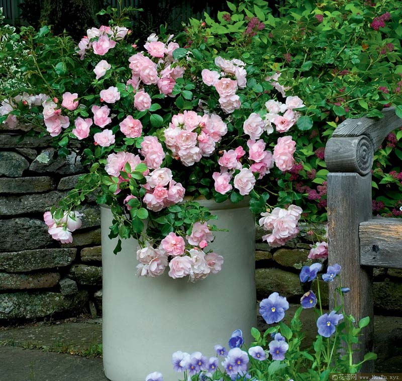 苹果花地毯月季的优缺点
