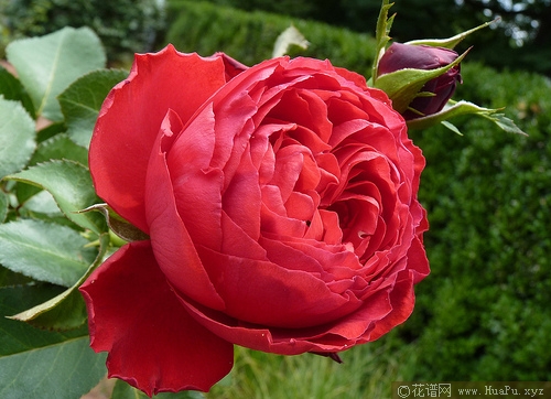 茶花女月季的优缺点