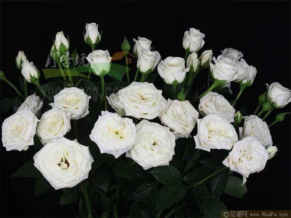 荷兰泡泡系列-切花月季的优缺点