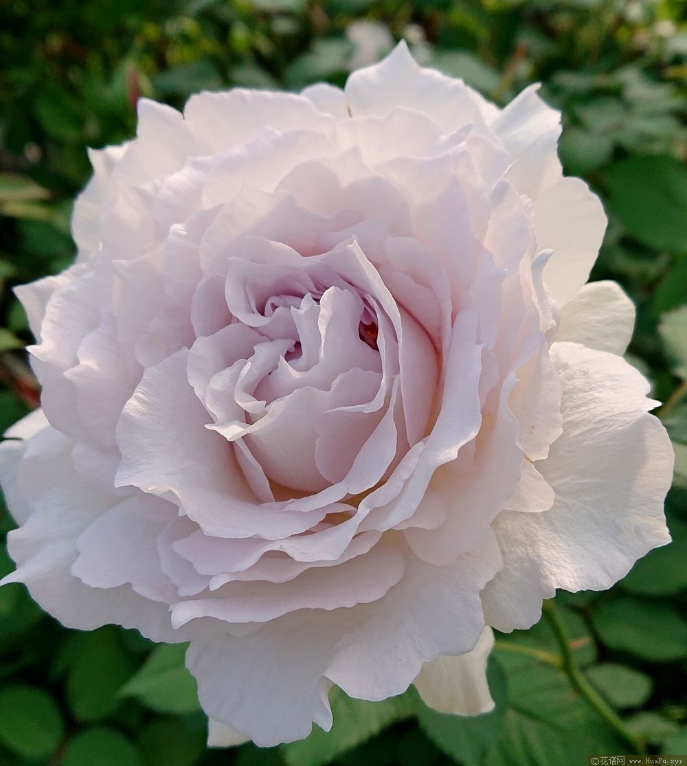 莎菲月季的优缺点