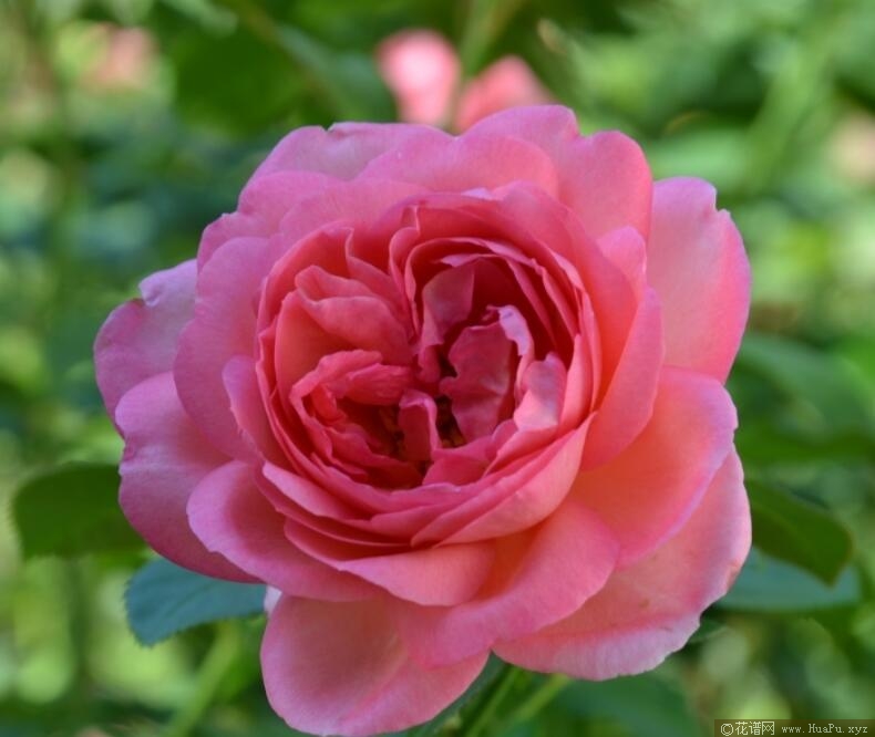 莫利纳之花/莫利纳尔玫瑰月季的优缺点