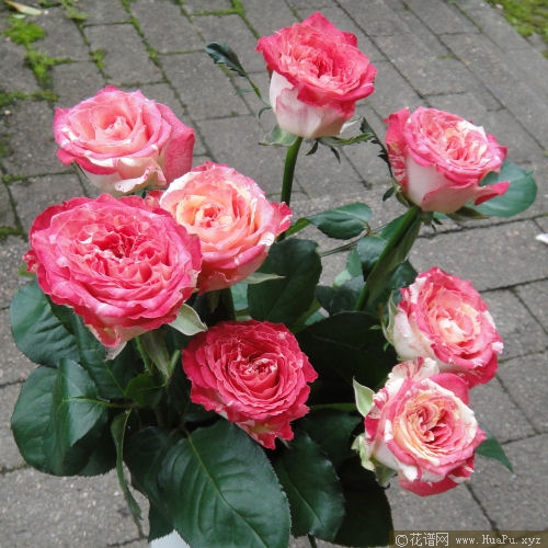 莲花月季的优缺点