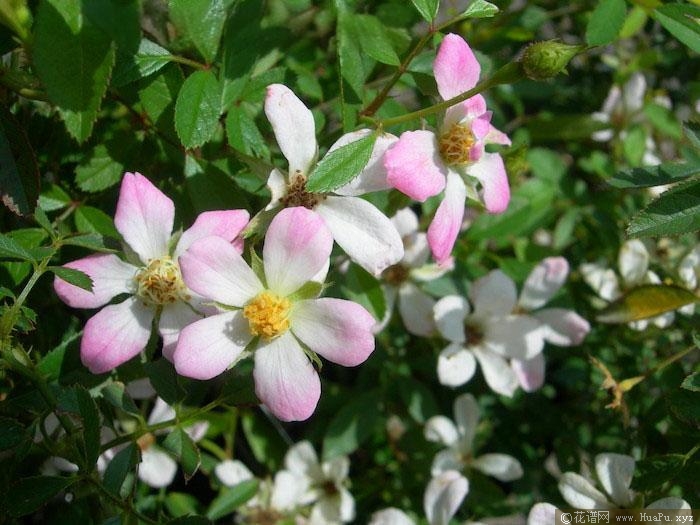 菜菜子月季的优缺点