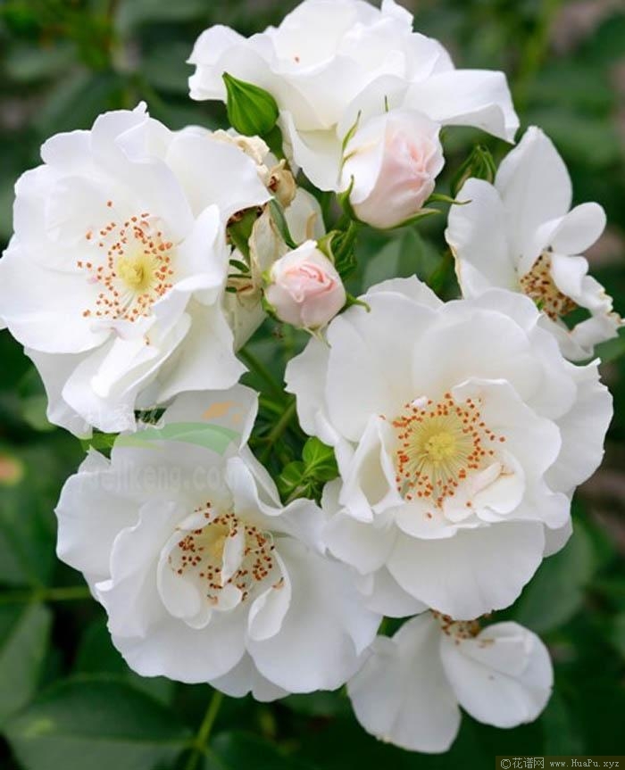 菲利普·斯塔克月季的优缺点