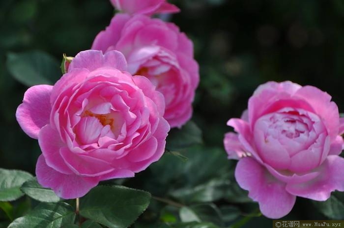 菲奥拉/芙洛拉月季的优缺点