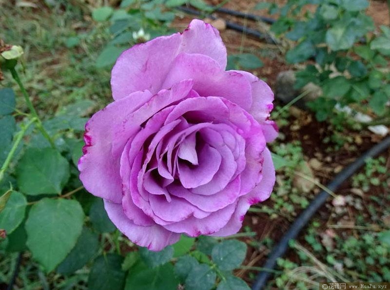 菲尔森伯爵月季的优缺点