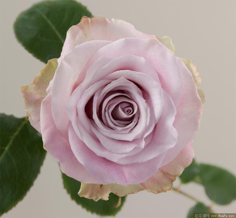 菲斯/信仰月季的优缺点