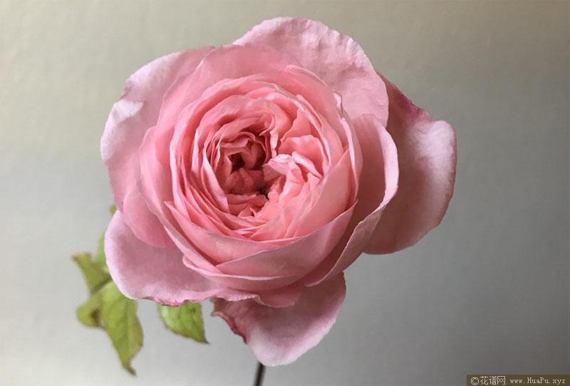 萨凡纳月季的优缺点