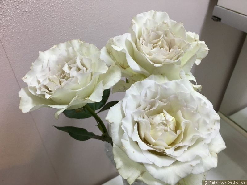 萨莎天使月季的优缺点