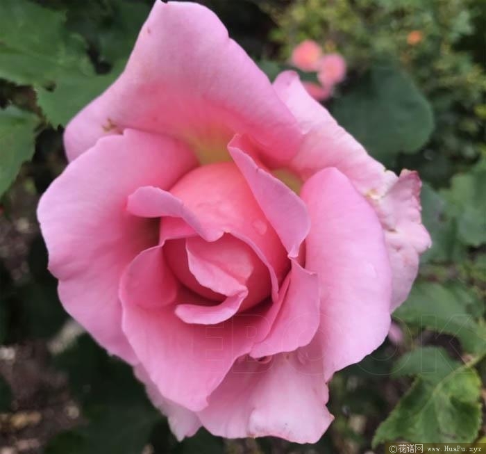 蒂凡尼/蒂芙尼月季的优缺点