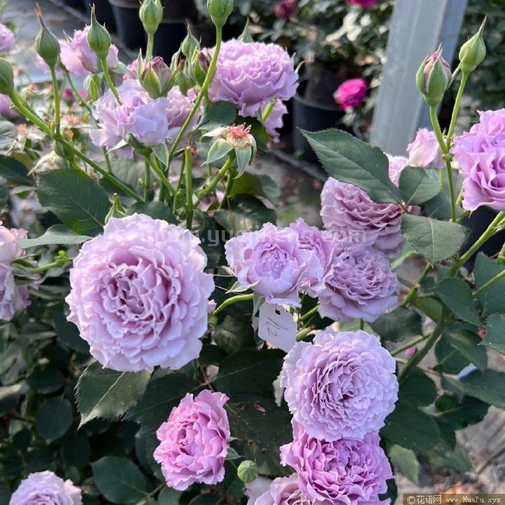 蓝丝球月季的优缺点