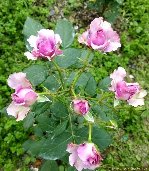 蓝色飓风月季的优缺点
