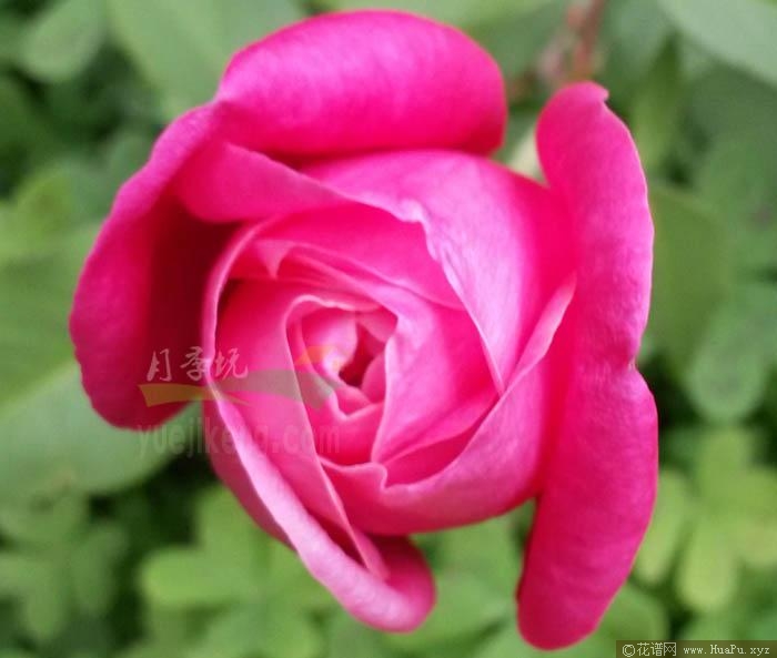 蓝花楹月季的优缺点