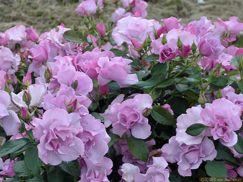 蓝莓山丘月季的优缺点