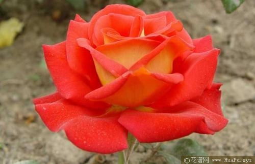 藤本彩月季的优缺点