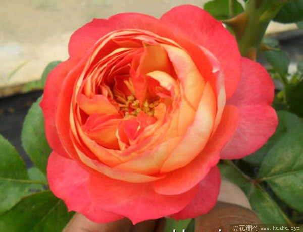 藤本浪漫宝贝月季的优缺点