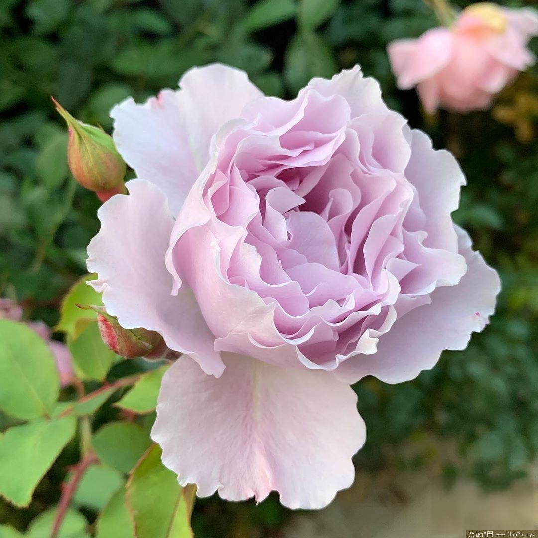 蜻蜓月季的优缺点