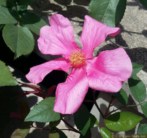 蝴蝶月季的优缺点