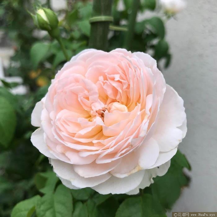 装配/组合月季的优缺点