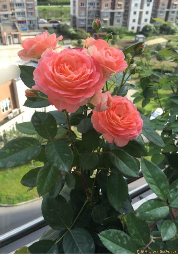 诺娃阳台 Nova Terrazza月季的优缺点
