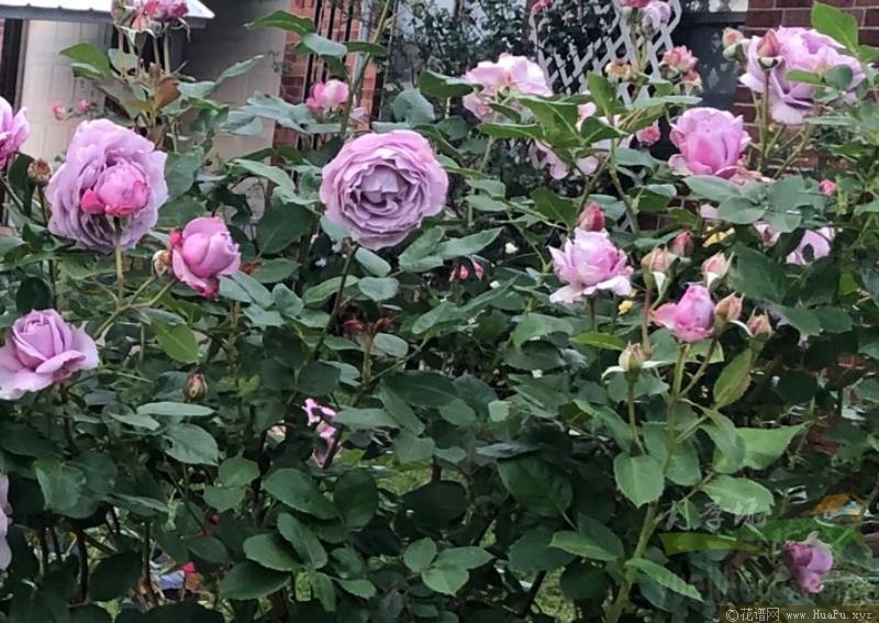 诺瓦利斯/蓝花诗人月季的优缺点