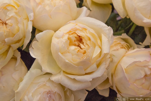 象牙伊芙伯爵/象牙伯爵月季的优缺点