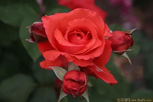 赤阳月季的优缺点