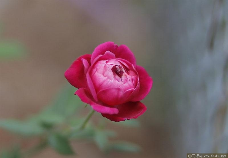 路易菲利普月季的优缺点