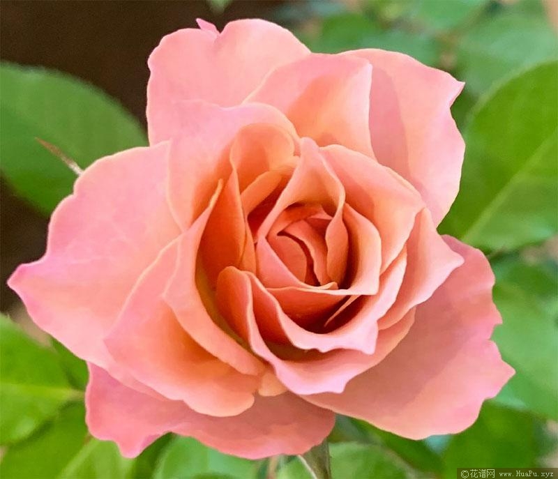 迈森/铭仙月季的优缺点