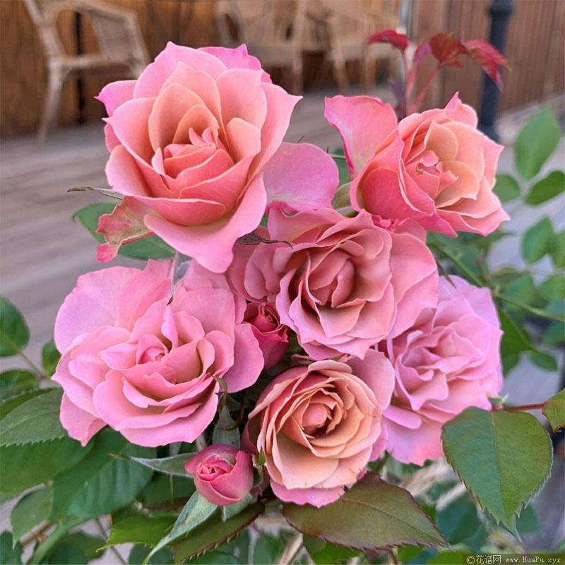 迈森/铭仙月季的优缺点