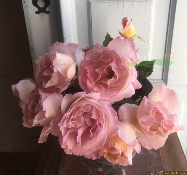 迪瓦花园月季的优缺点