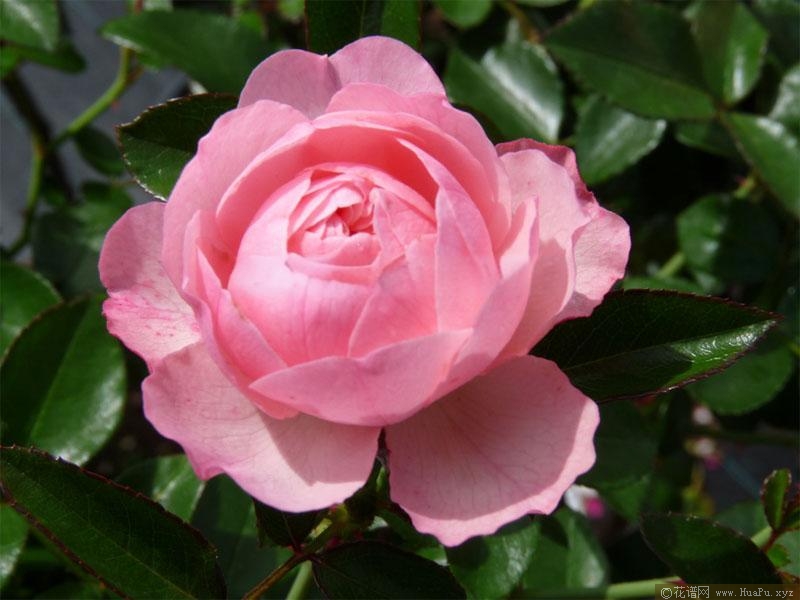 迷你达芬奇月季的优缺点