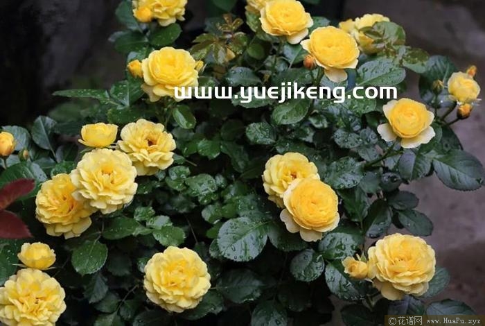 金星王阳台/维纳斯阳台月季的优缺点