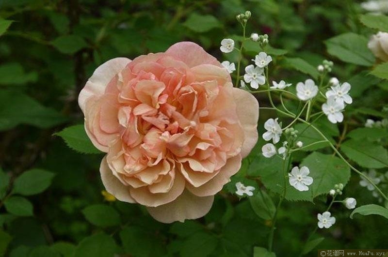 金盏花月季的优缺点