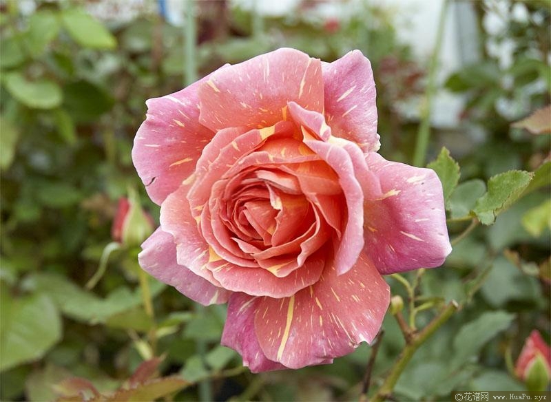 钢花/铁钻火花月季的优缺点
