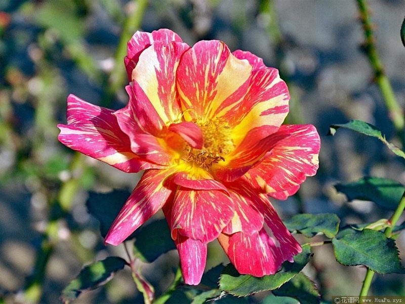 钢花/铁钻火花月季的优缺点