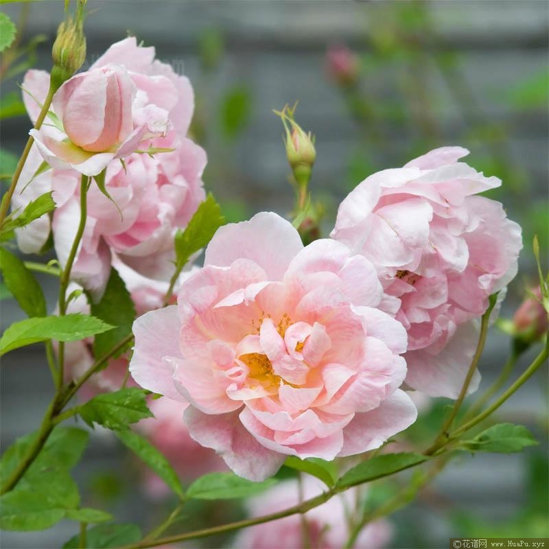 银莲花月季的优缺点